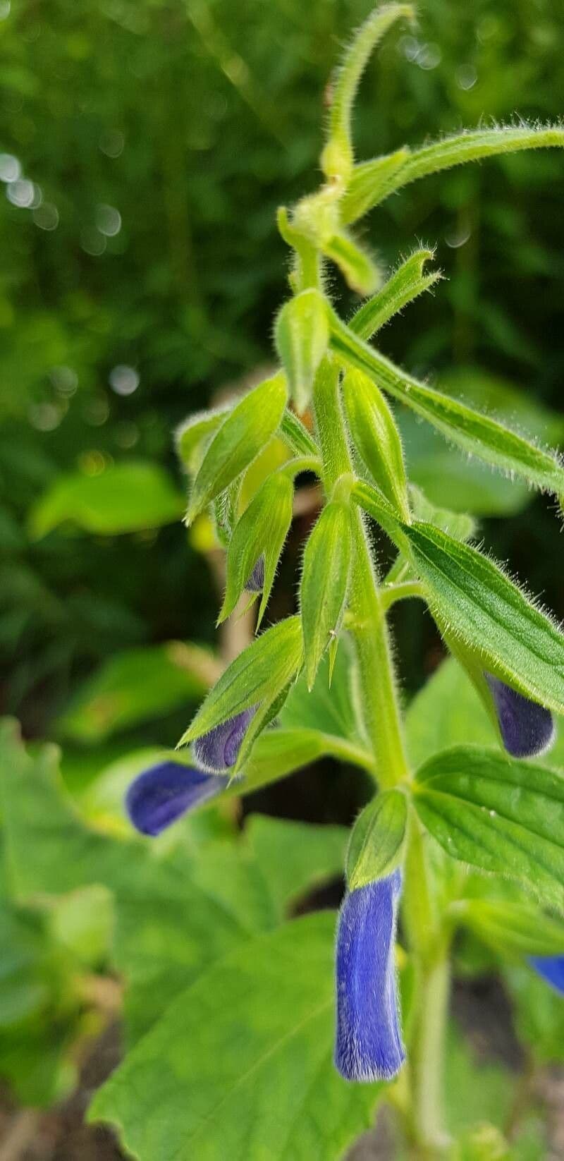 Salvia patens 23