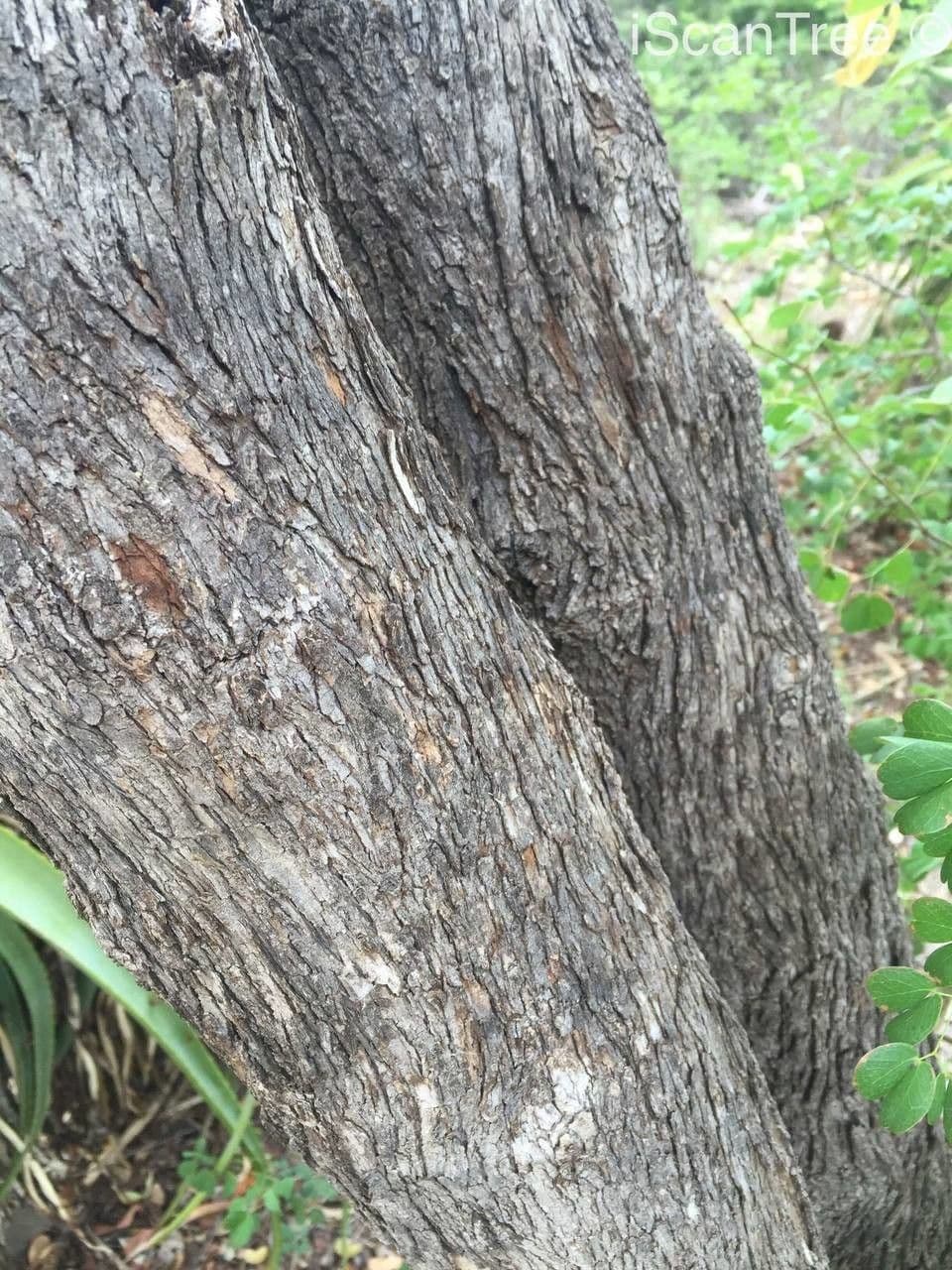 Combretum hereroense 18