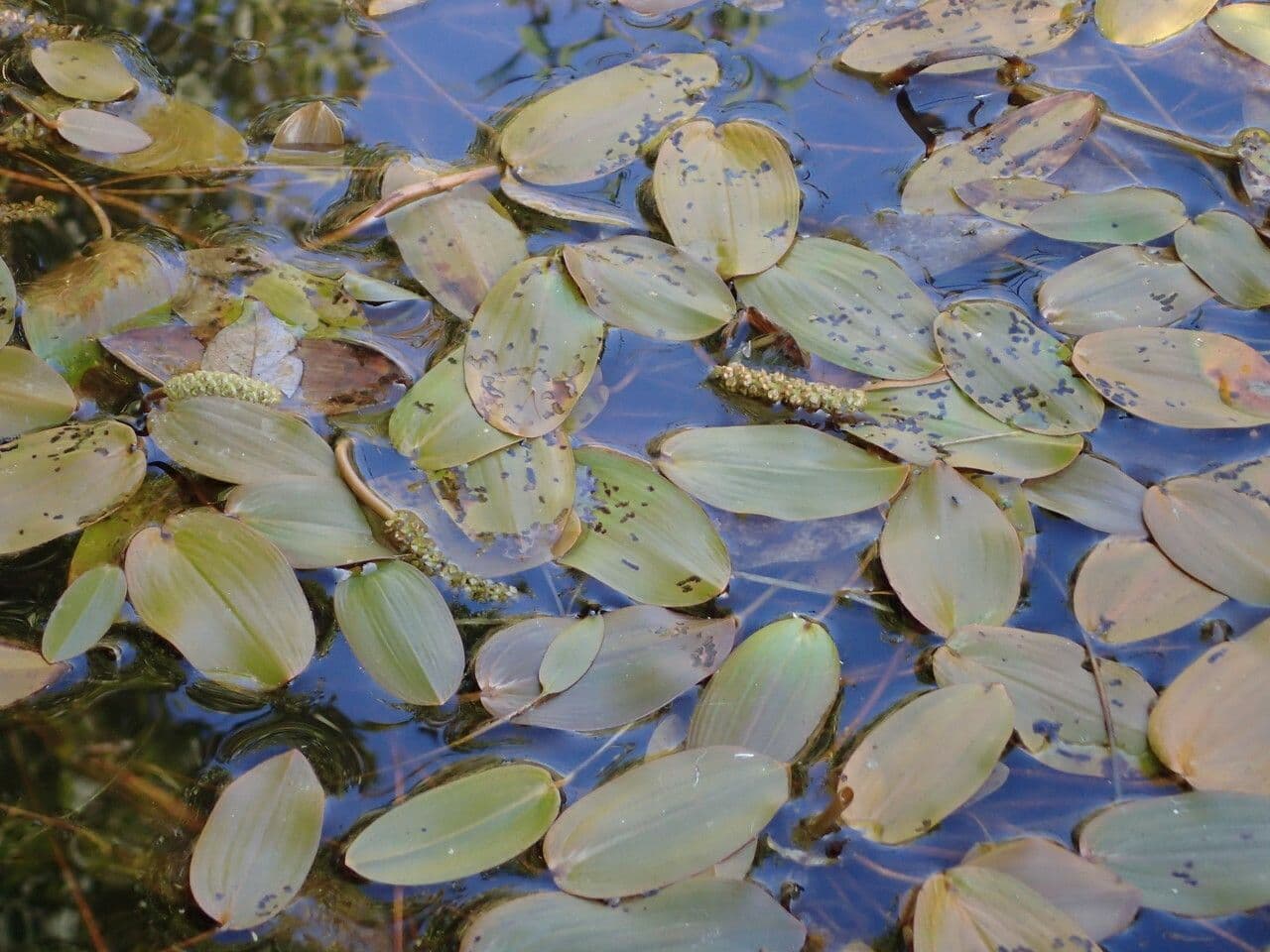 Potamogeto natante 15