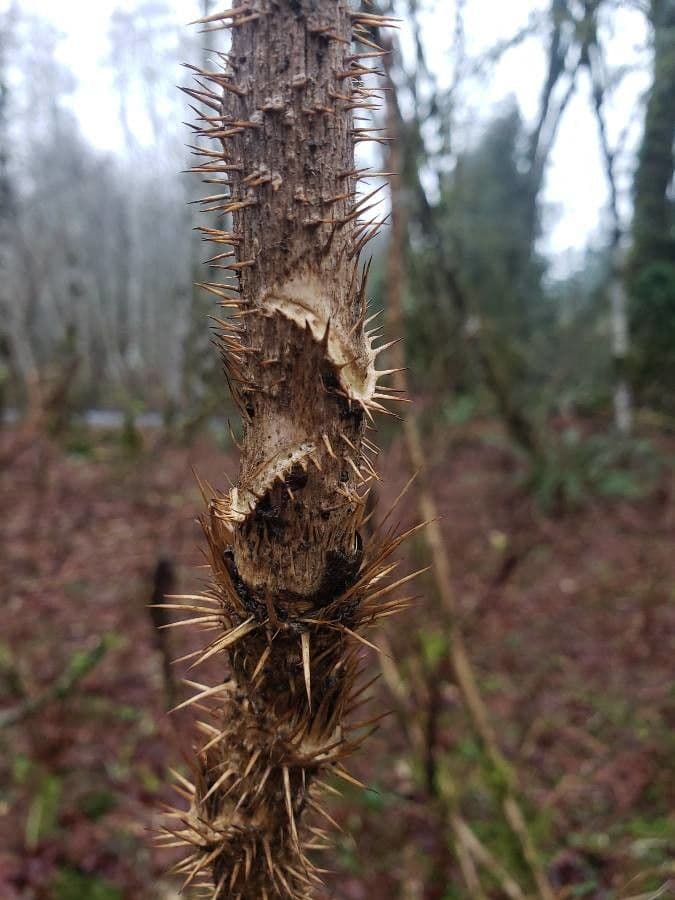 Oplopanax horridus 25