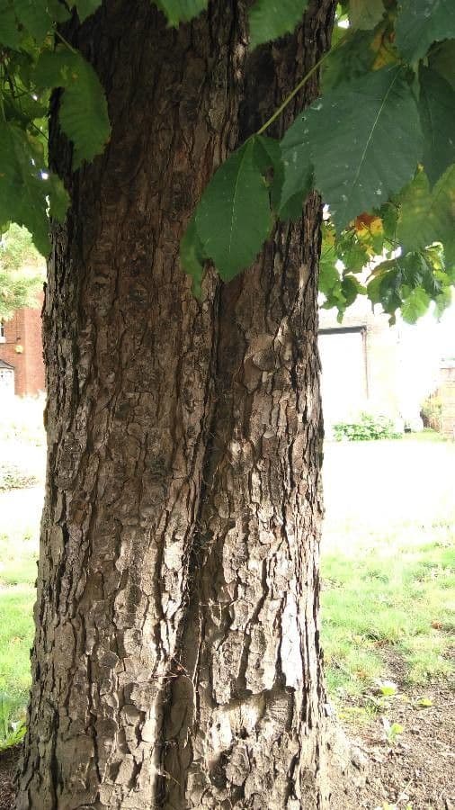 Catalpa comune 22