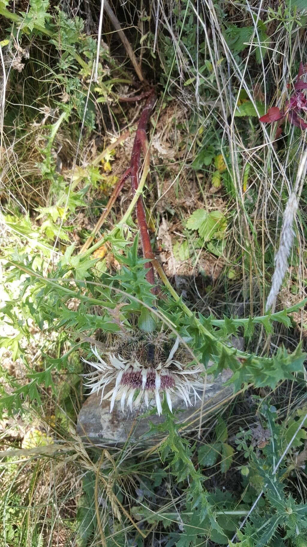 Silberdistel 21