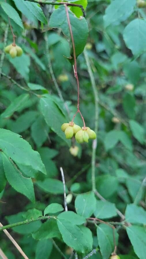 Euonymus
