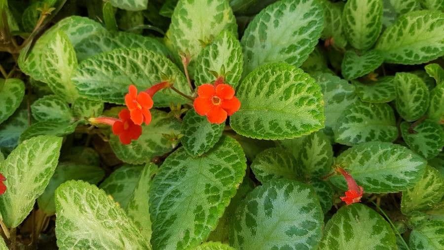 Episcia cupreata