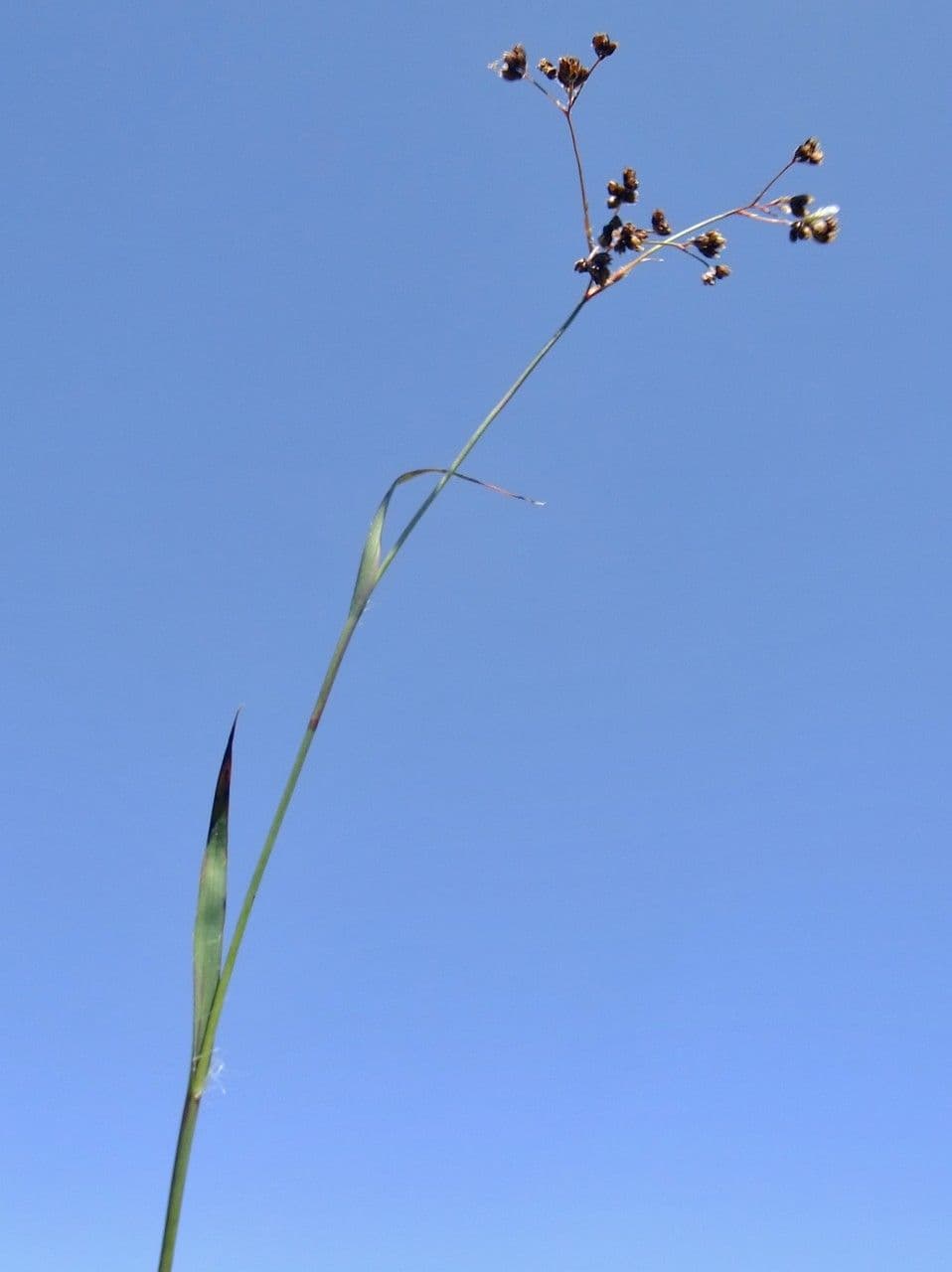 Alpen-Haar-Simse 13