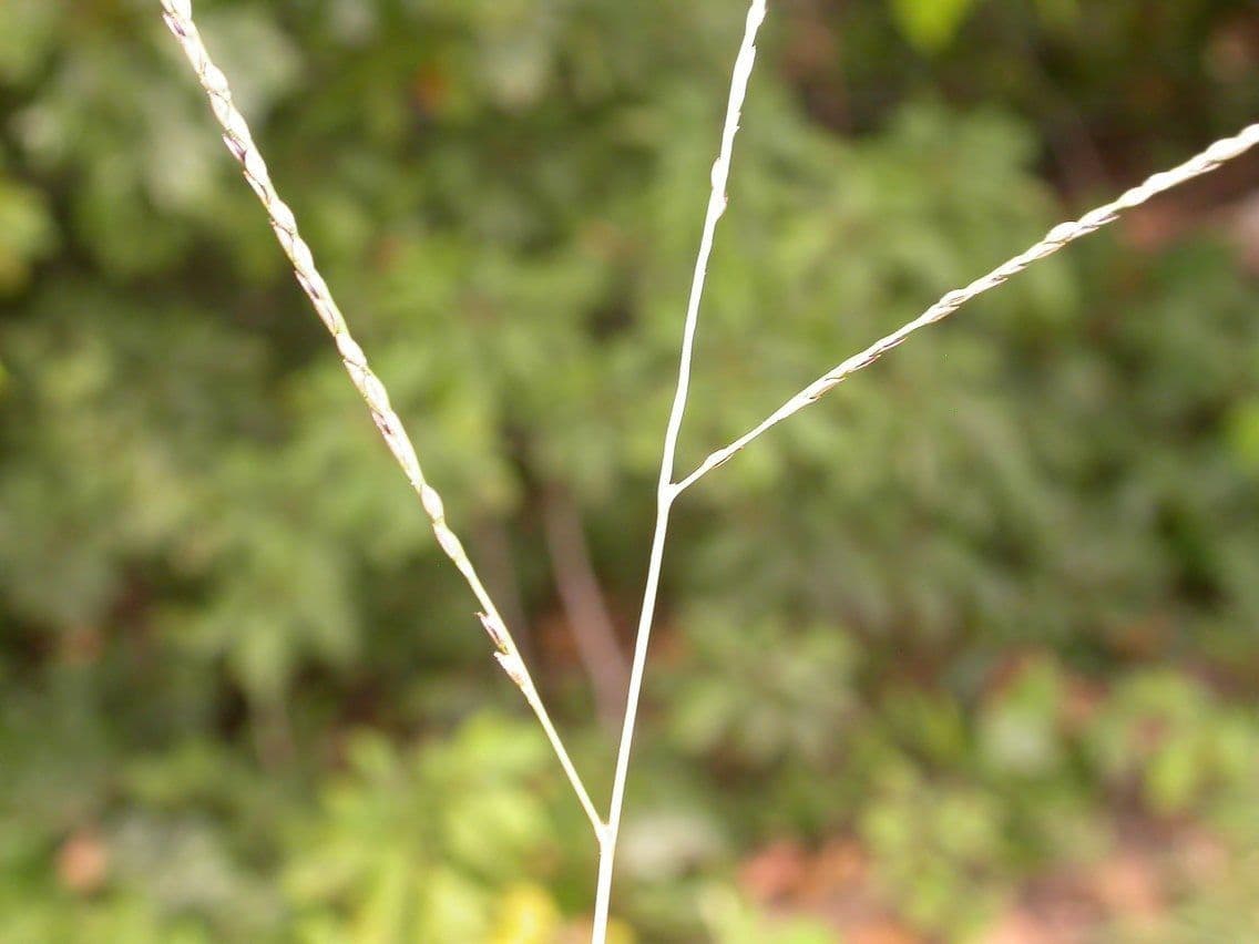 Digitaria 3
