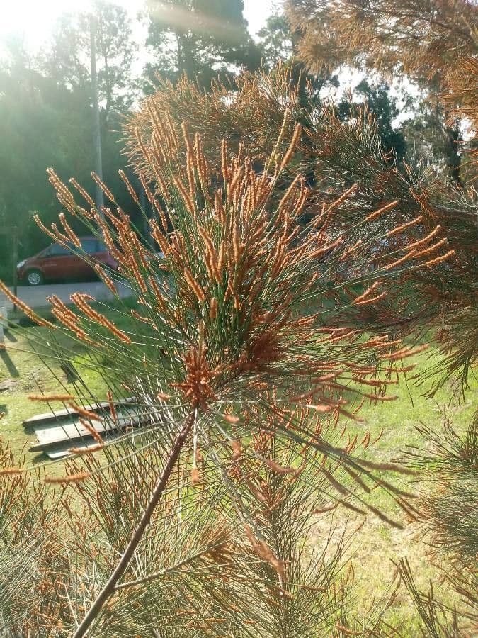 Casuarina equisetifolia 19