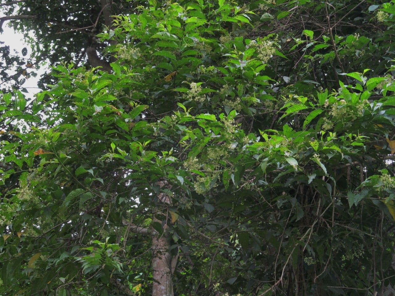 Cestrum strapcovité 12