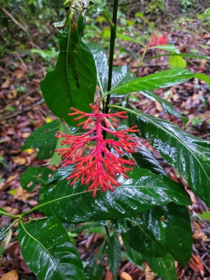 Palicourea crocea 5