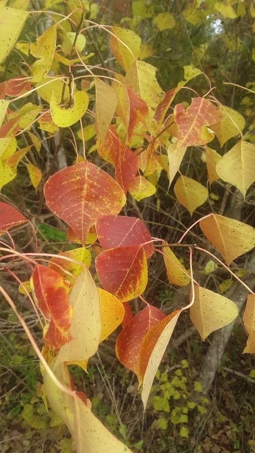 Candleberry-tree 18