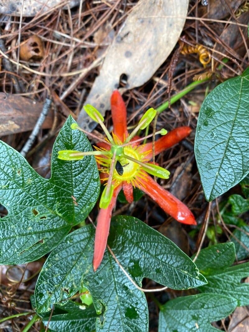 Passiflora cinabare 4