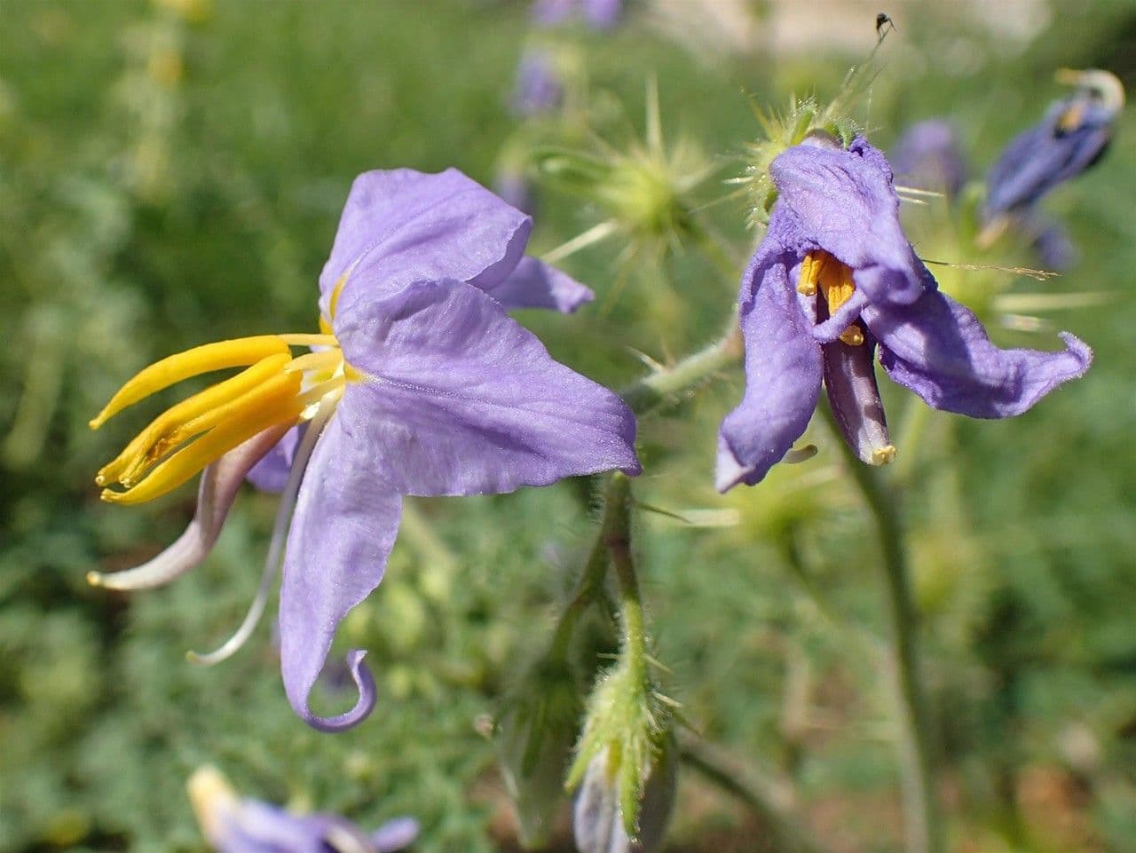 Solanum citrullifolium
