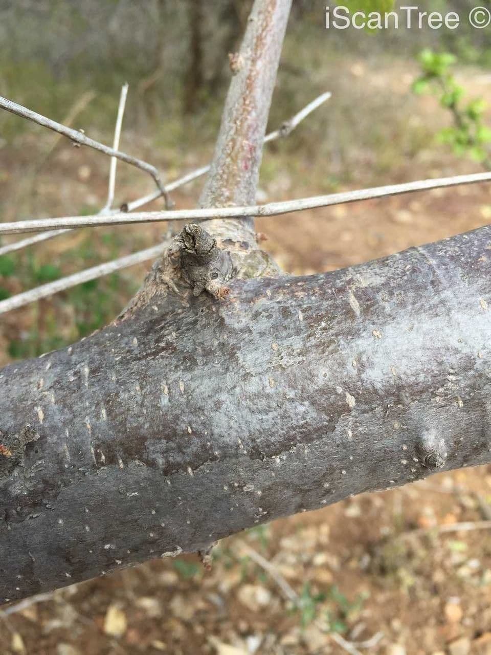 Sterculia 22