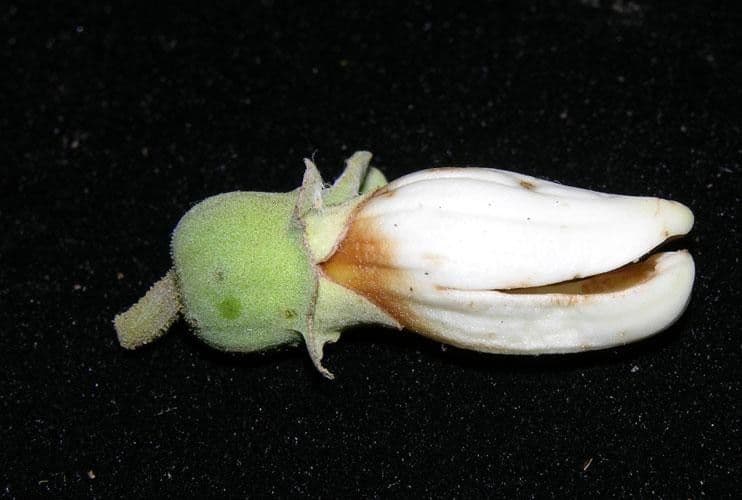 Amphilophium paniculato 4
