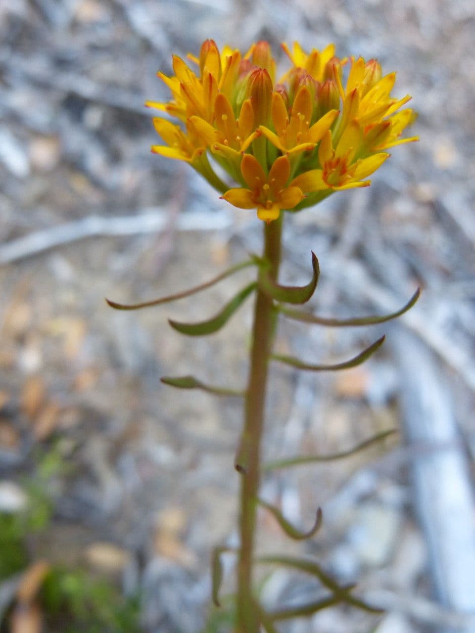 Quinchamalium 13