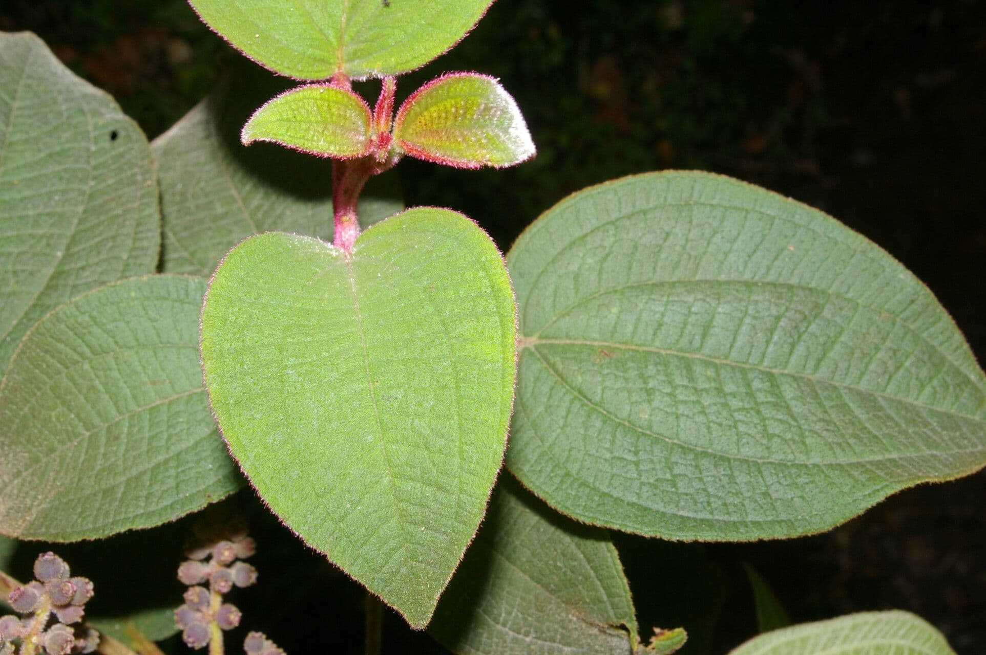 Miconia 9
