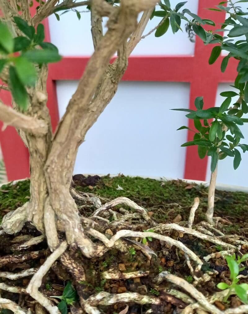 Serissa 17