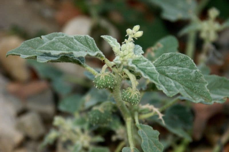 Chrozofora 26