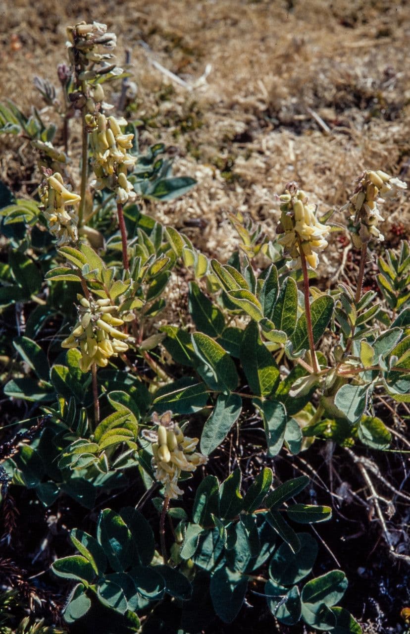 Astragalo 11