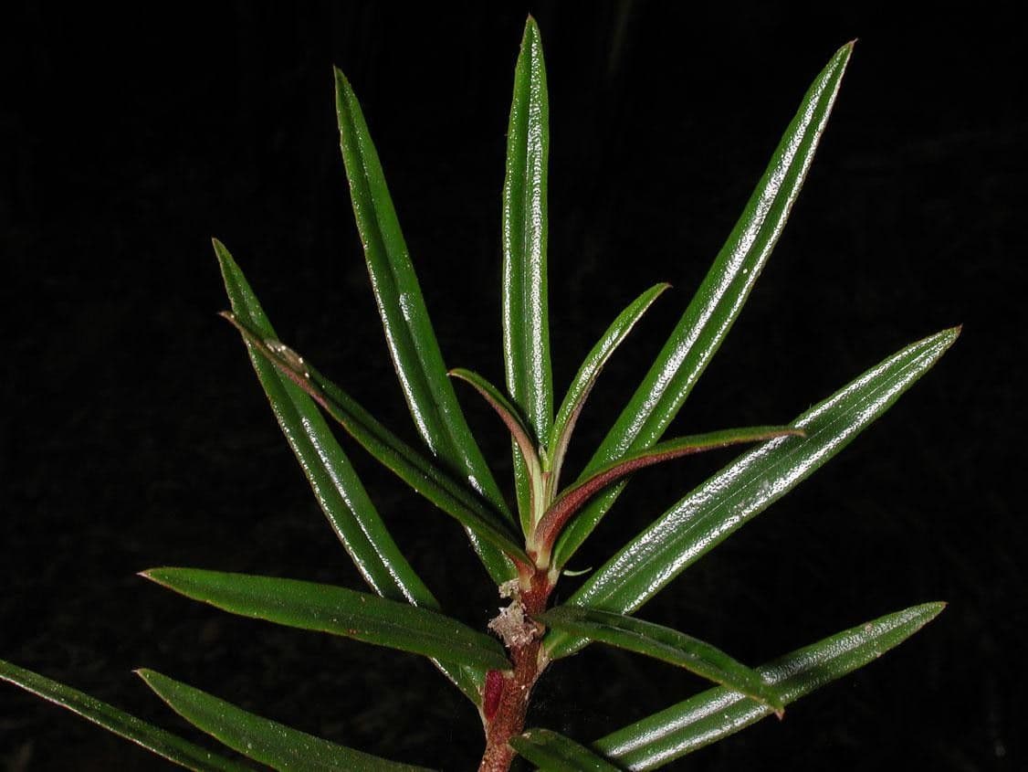 Columnea 25