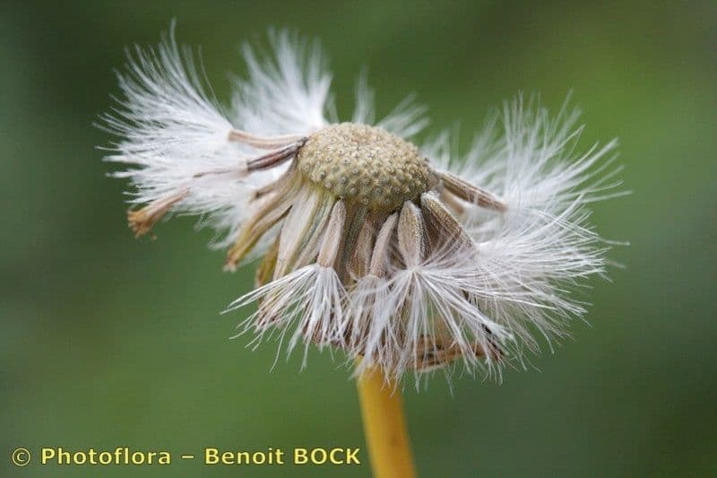 Senecio 2