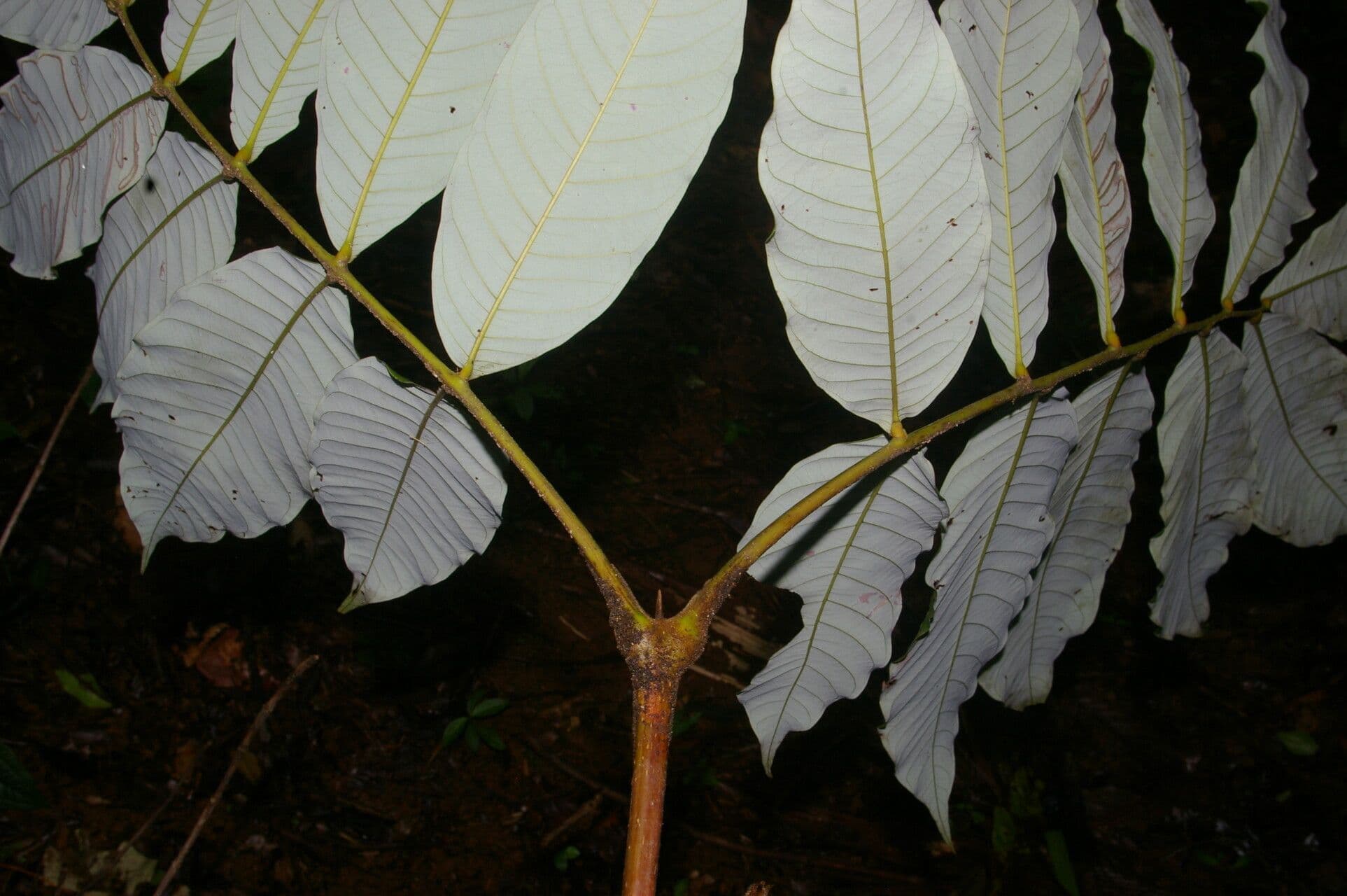 Oreomunnea 5