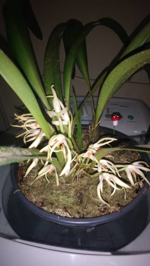 Maxillaria 4