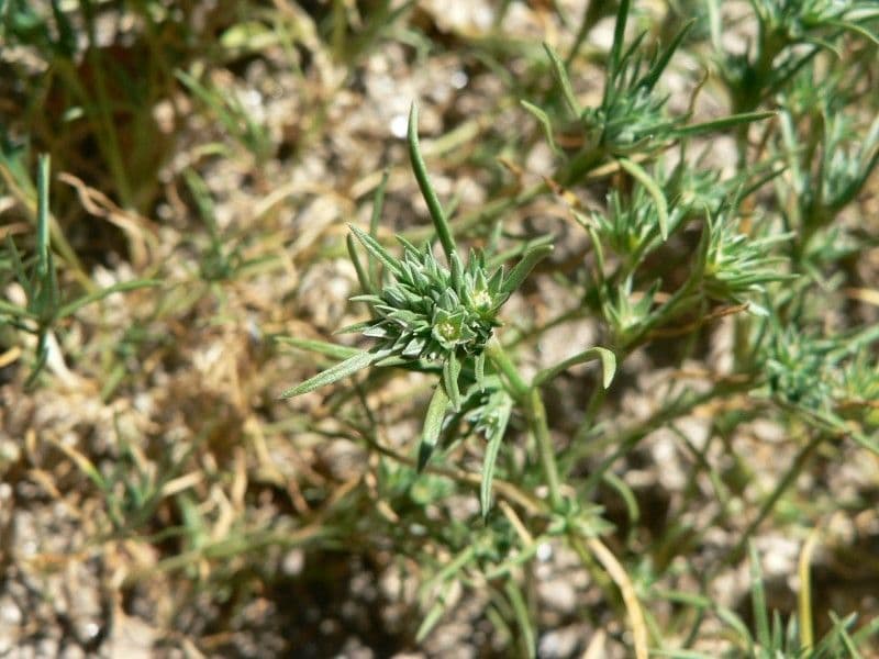 Centonchio annuale 3