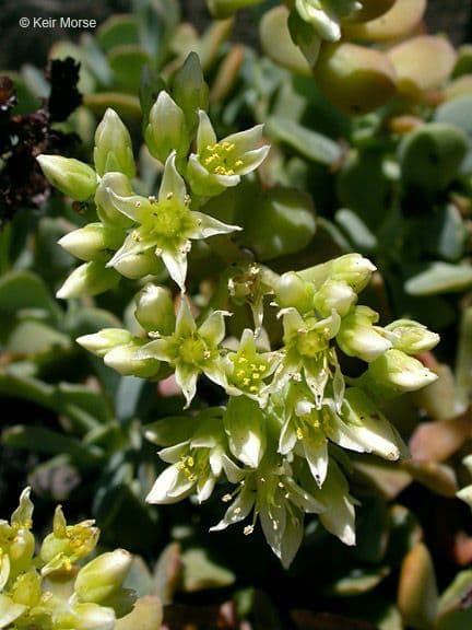 Sedum dell'Oregon 3