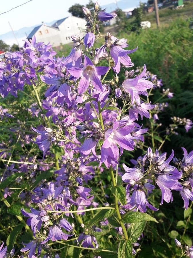 Campanula lactiflora