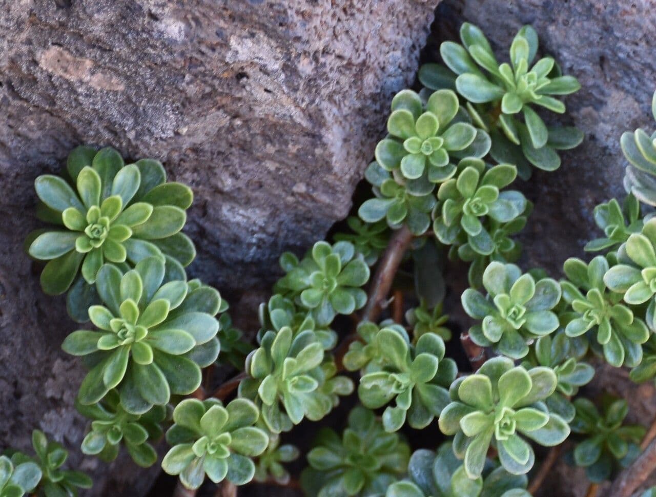 Sempervivum spatulé 12