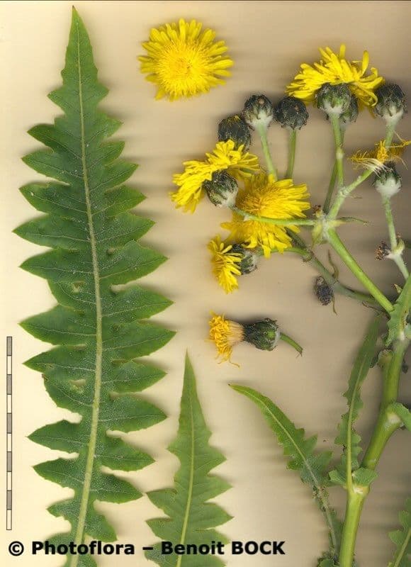 Sonchus 18