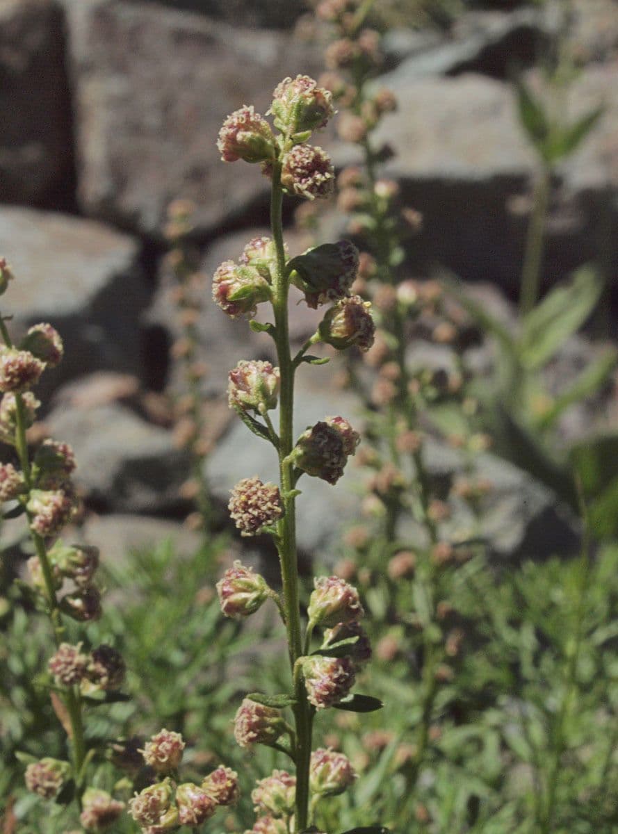 Artemisia 3