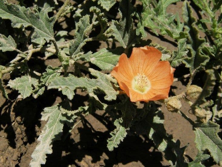 Malva lanza 2