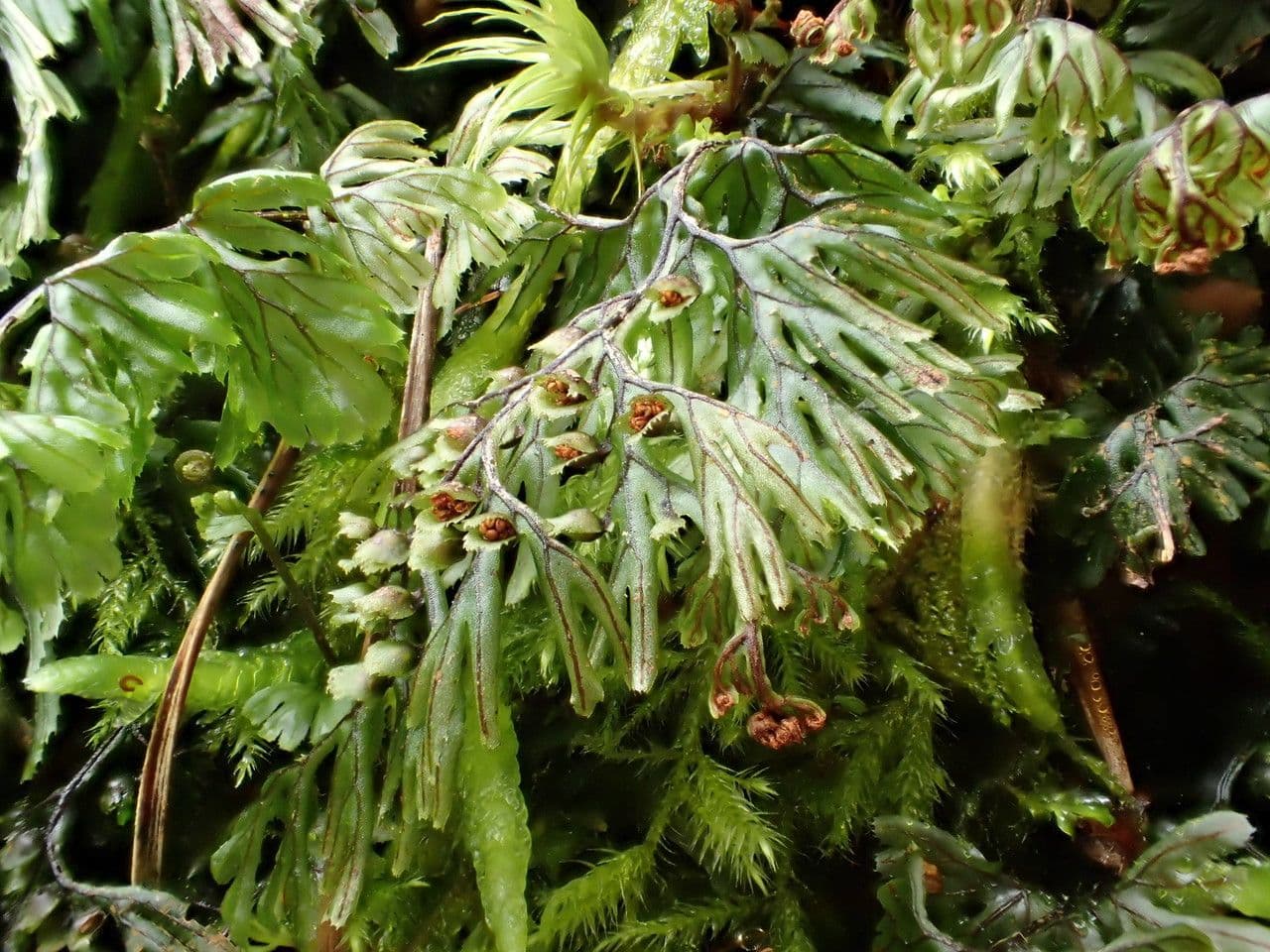 Braunes Hymenophyllum 13