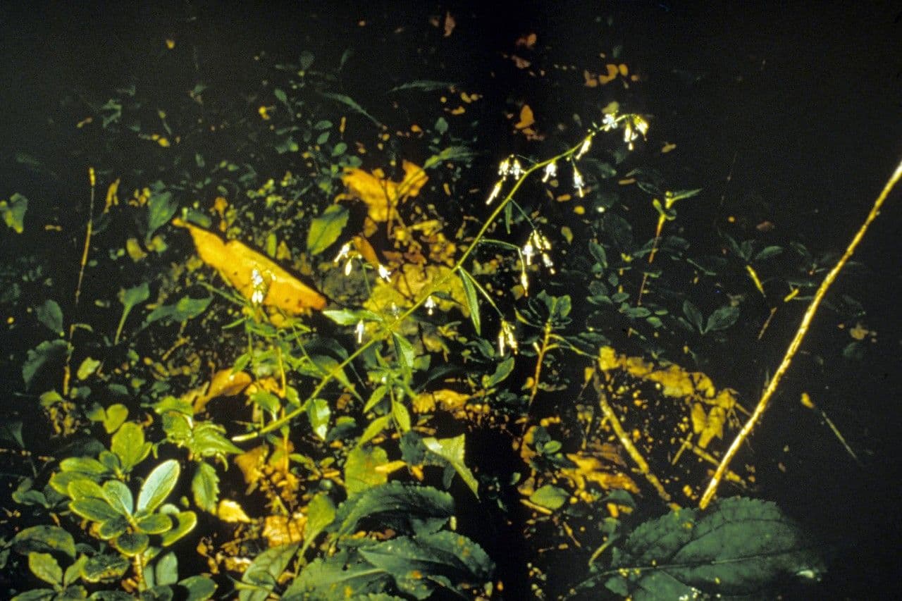 Campanula 9