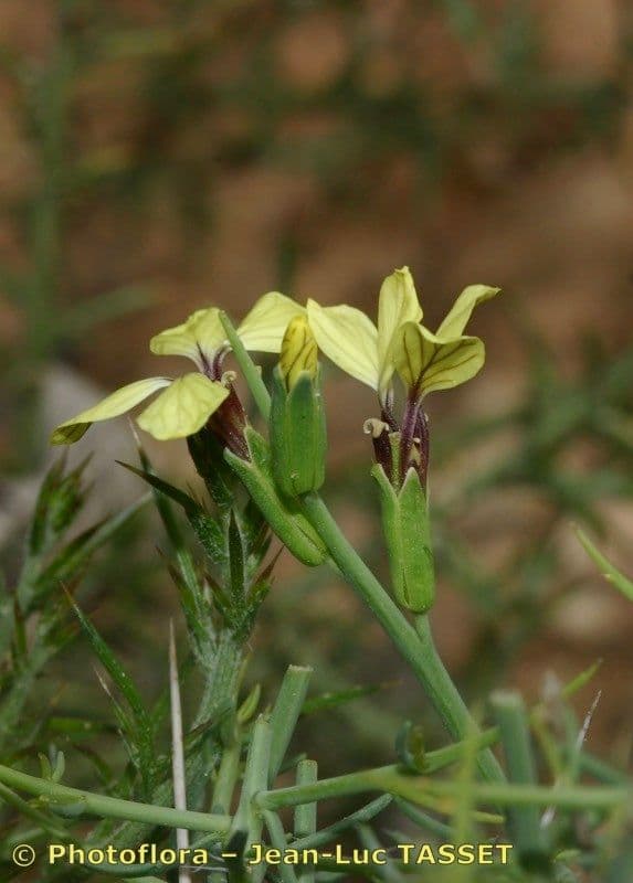 Vella 8