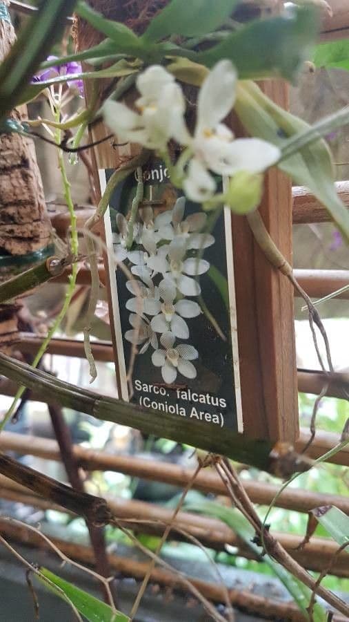 Orchidea falcata