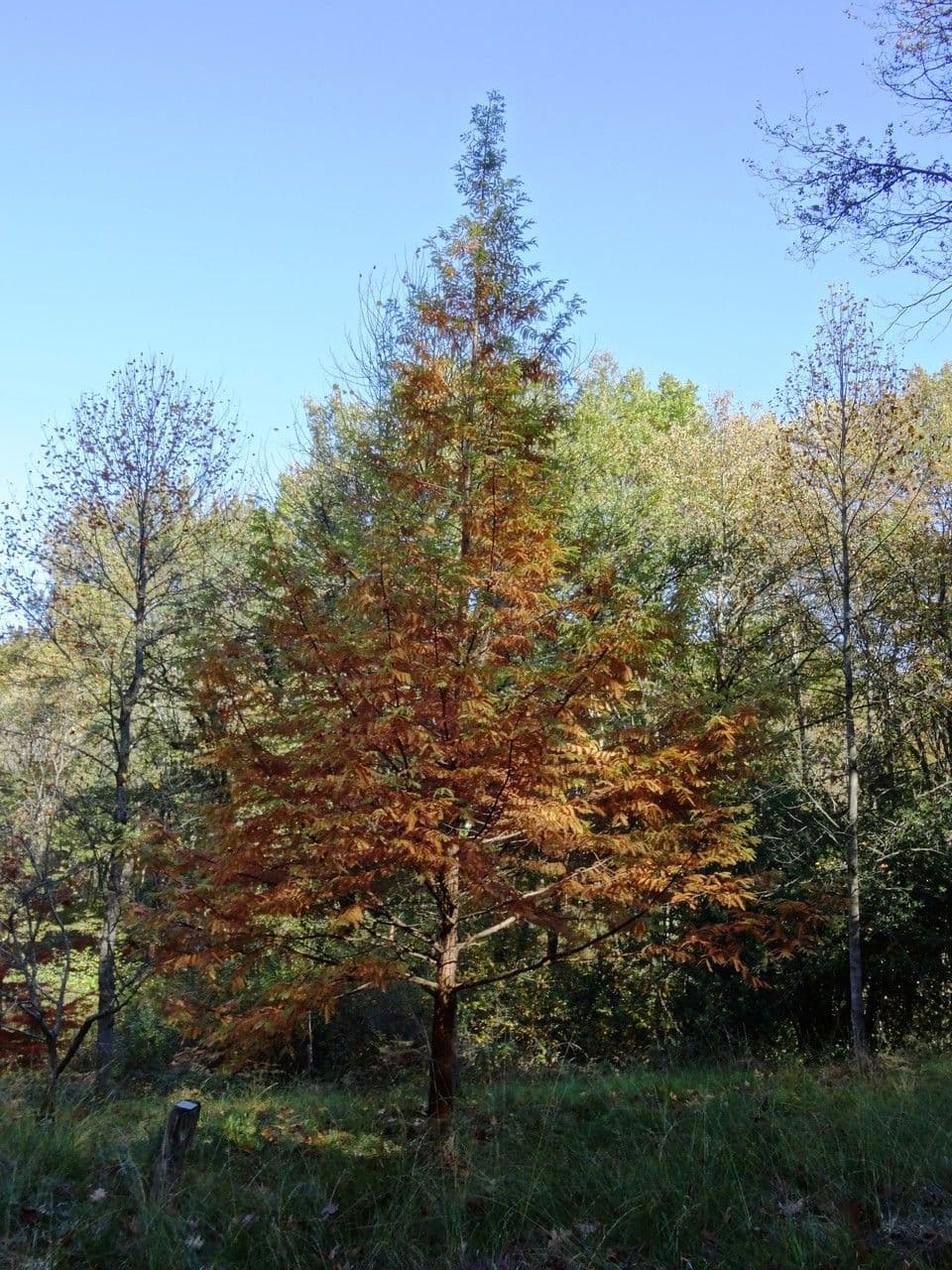 Sequoia della aurora 12