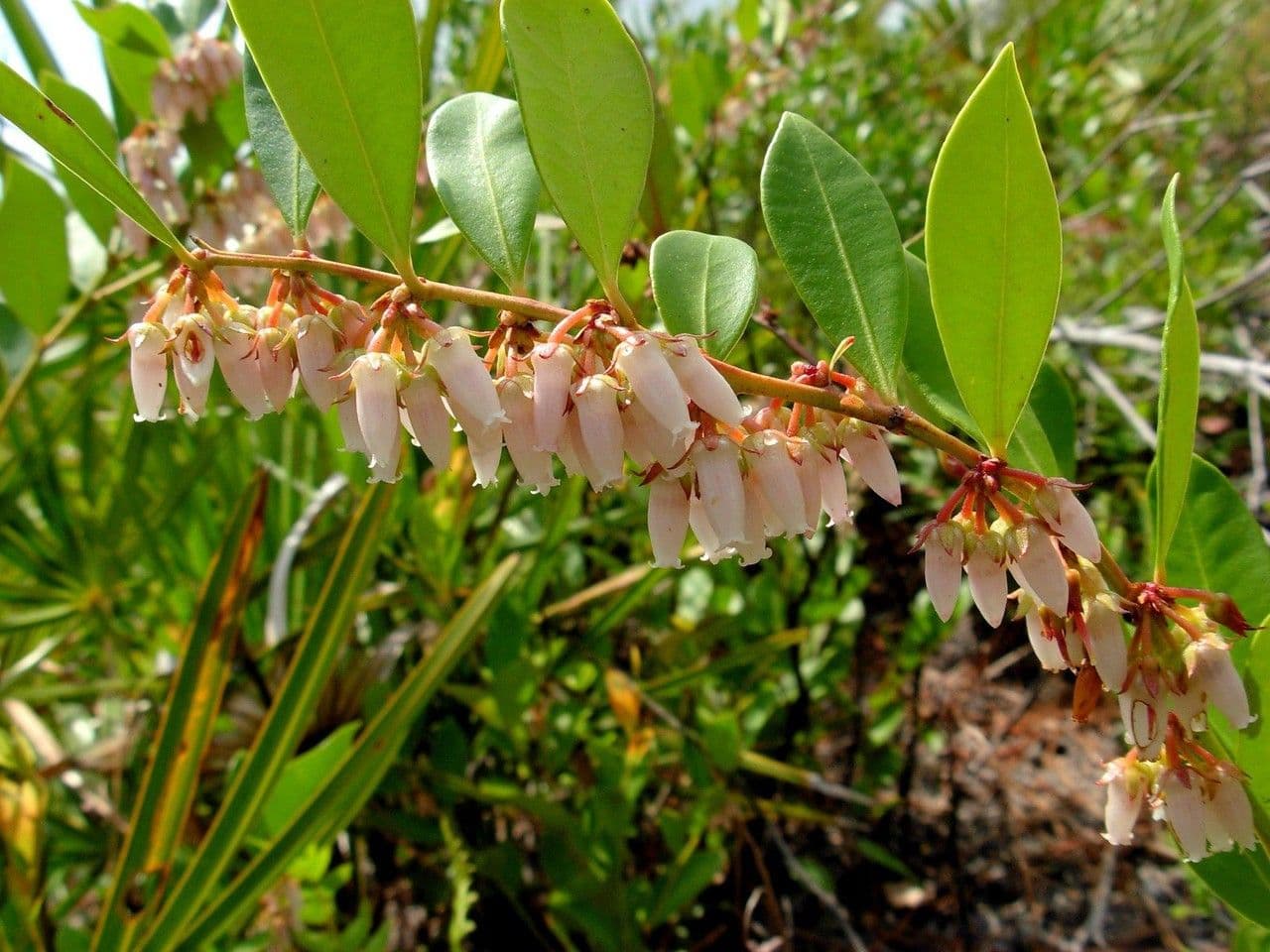 Lyonia lucida
