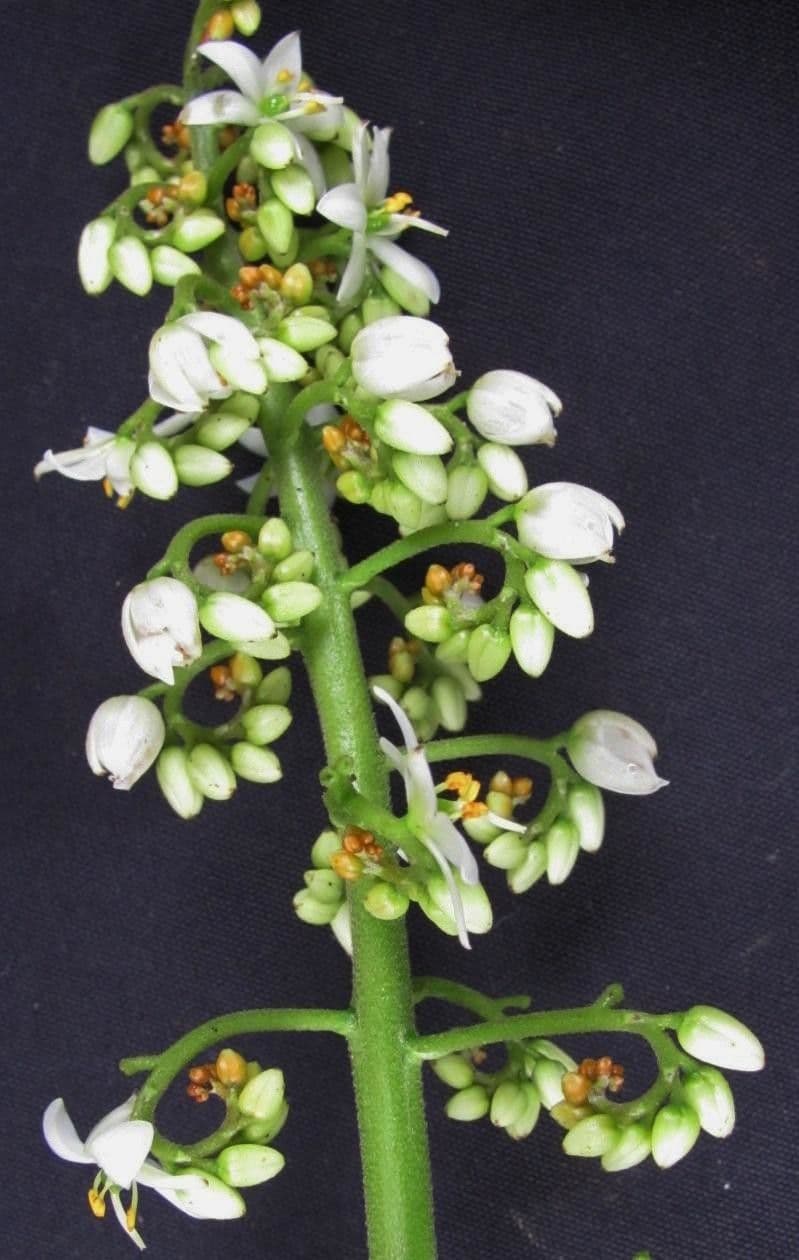 Xiphidium 27