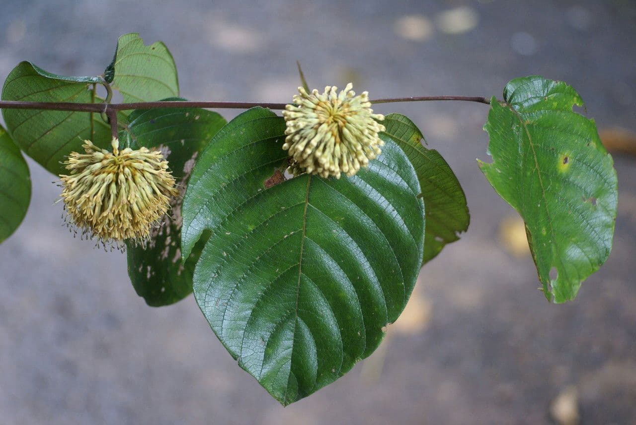 Kadamba 18
