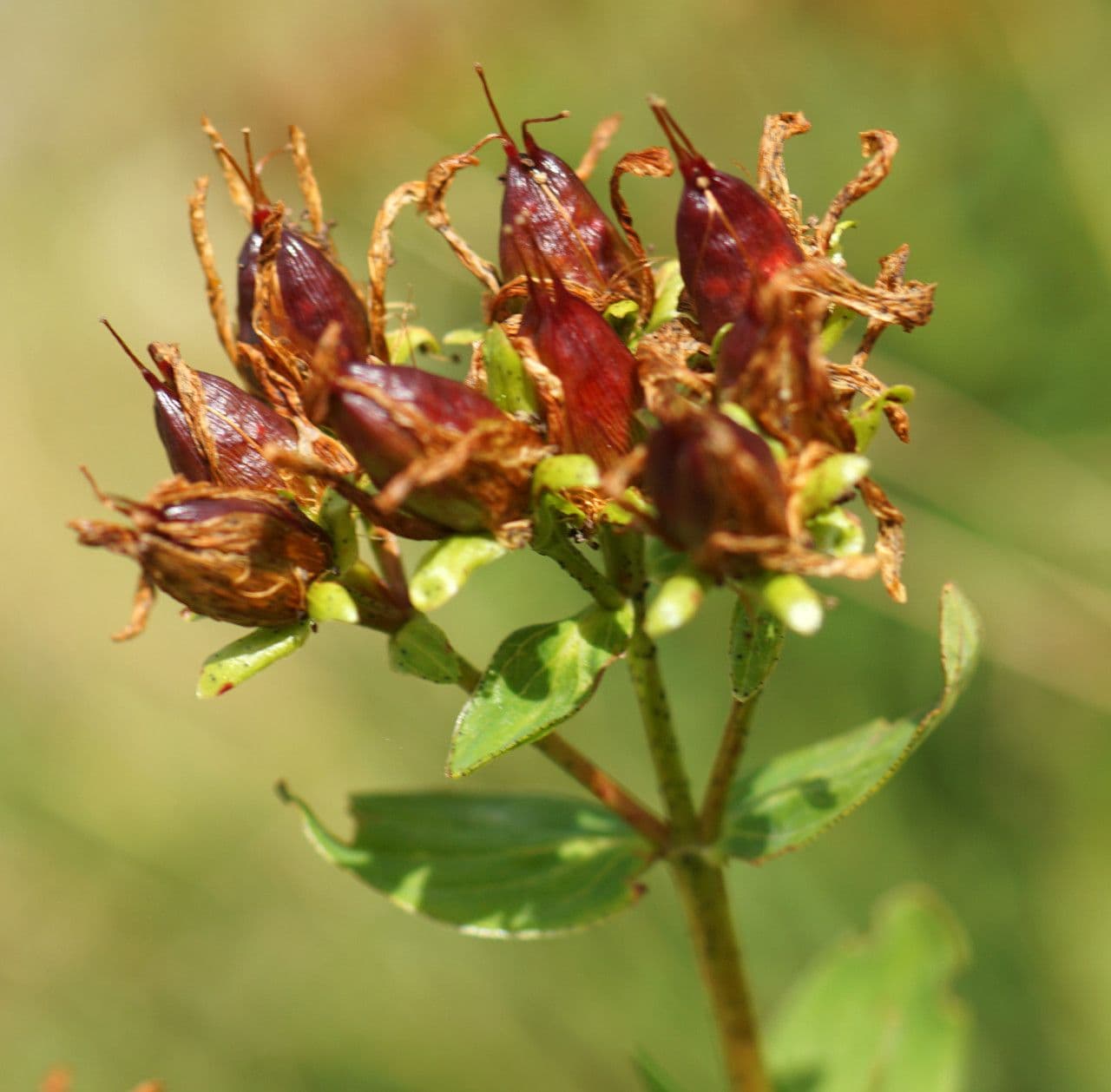 Millepertuis maculé 2