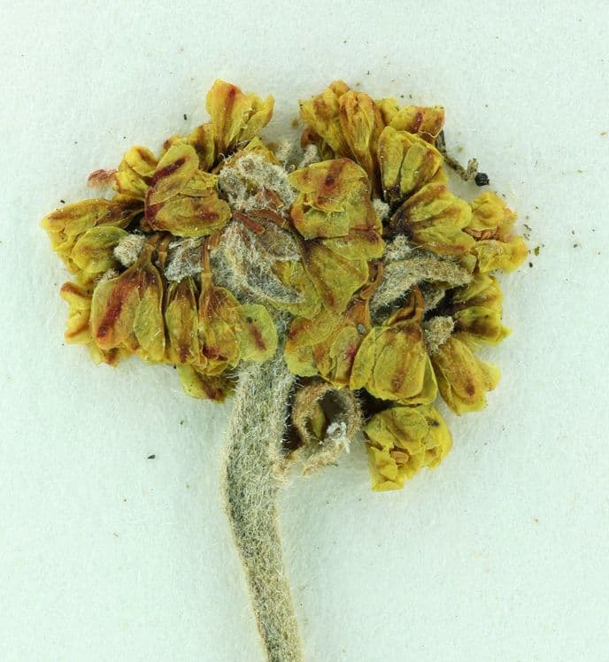 Eriogonum 4