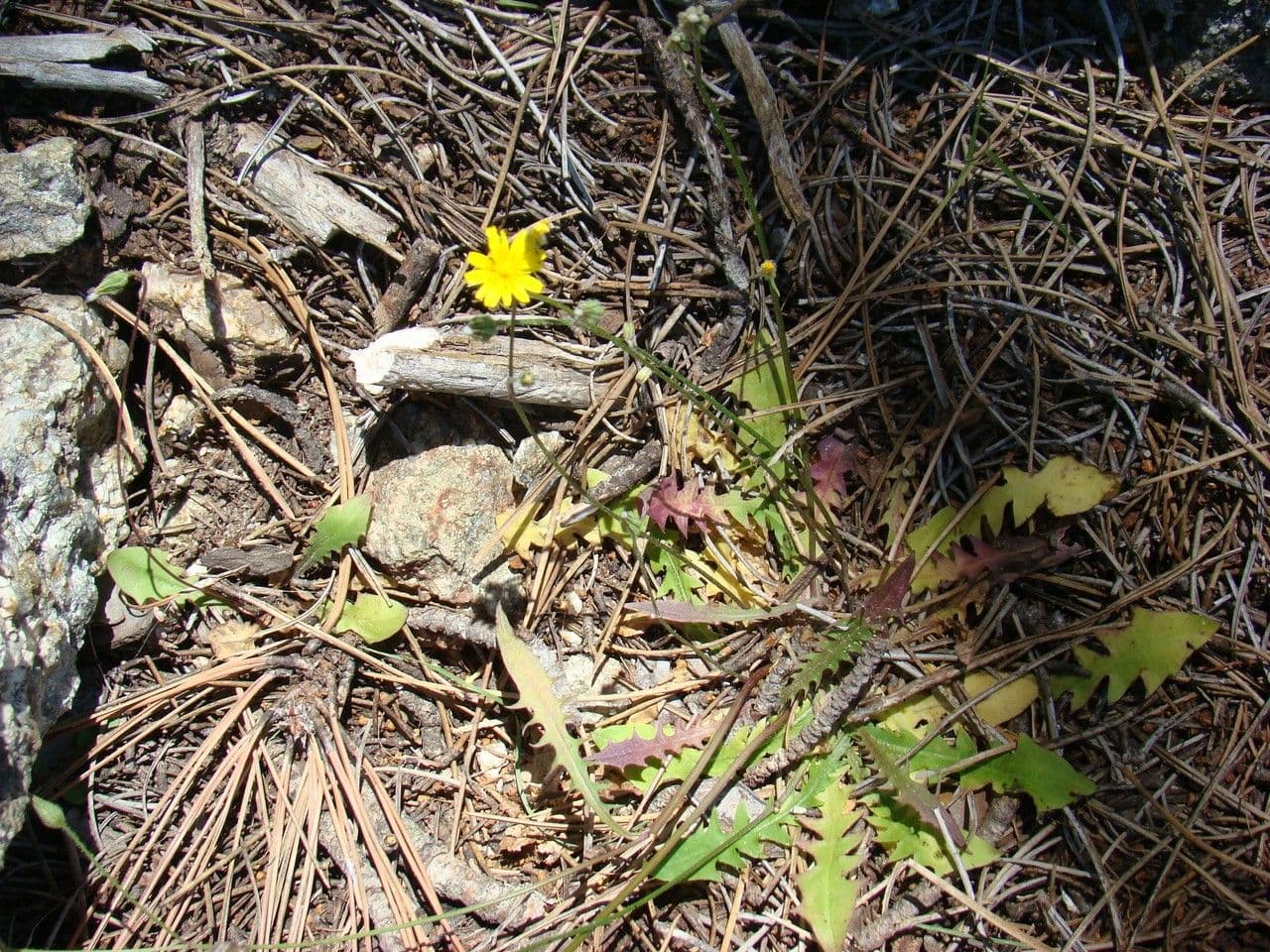 Crepis 7