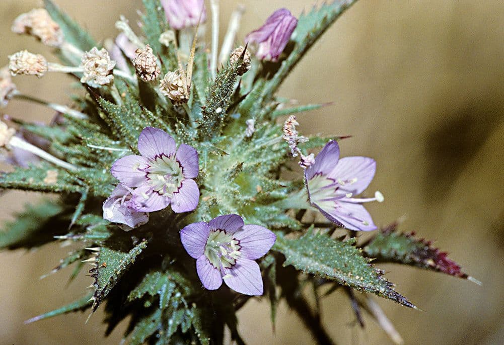 Navarretia 5