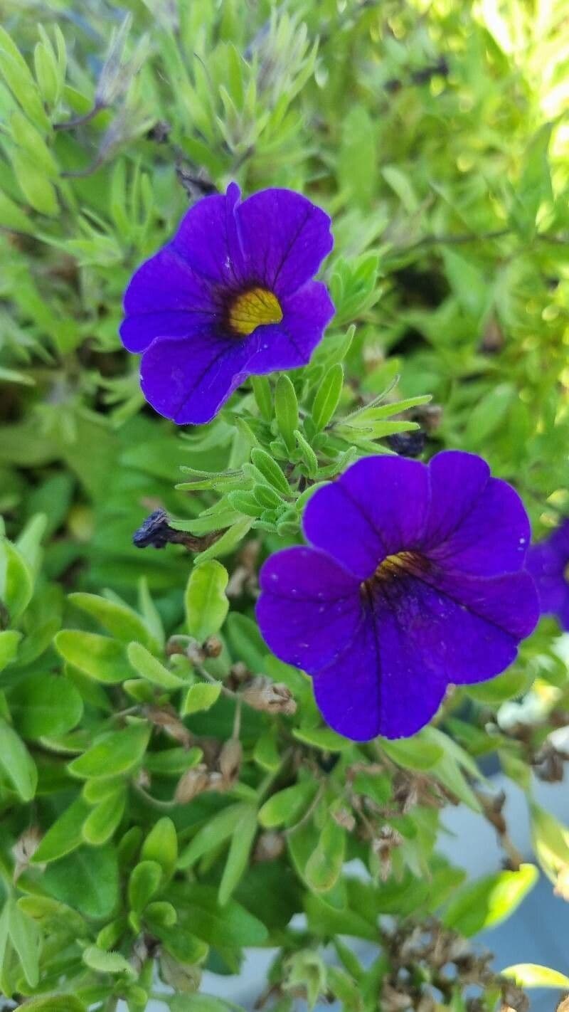 Kleinblütige Kalibrachoa 24