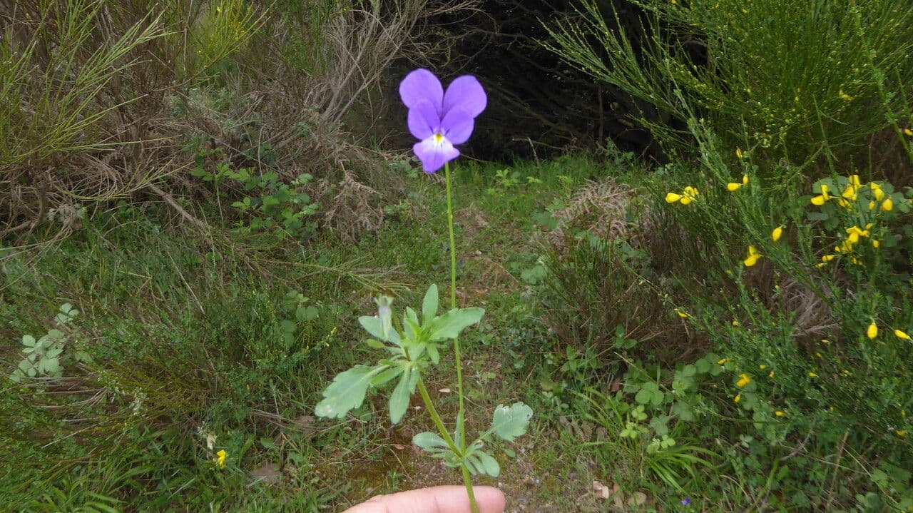 Viola bubanii 14
