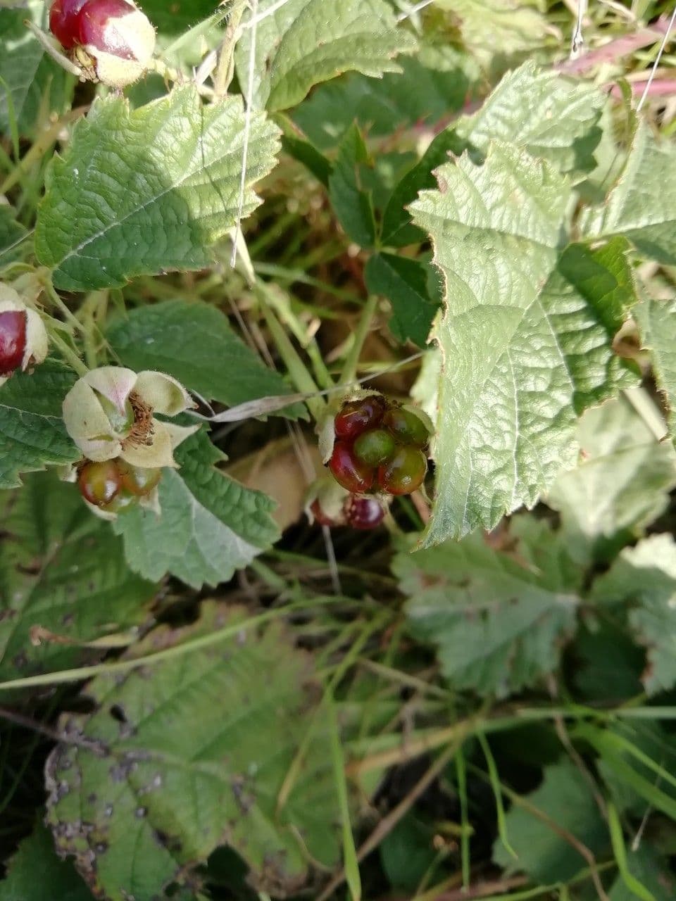 Kleinblättrige Brombeere 2