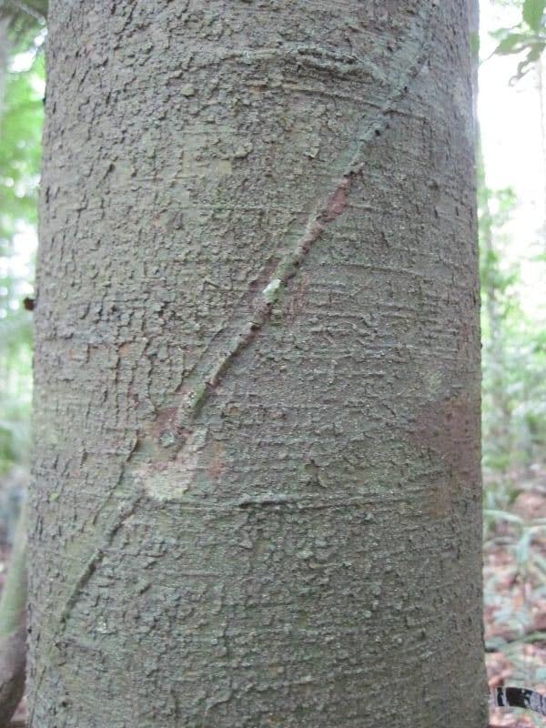Brosimum rubescens 9